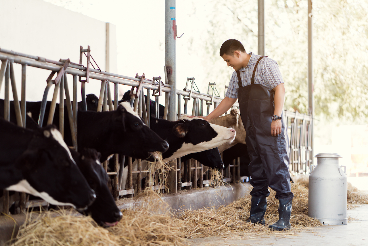 Dairy farmer feeding cows